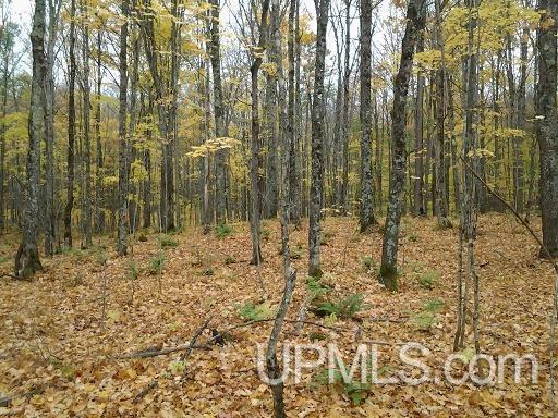 Tbd Whitefish Road Chatham, MI 49816 - Photo 4 of 30