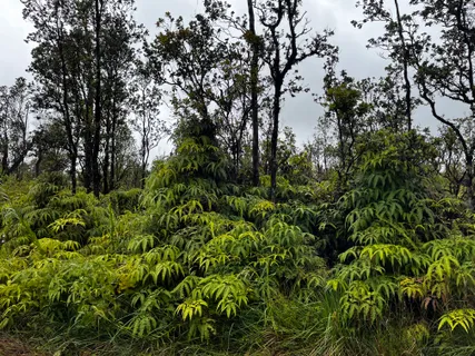 a view of a forest with a tree