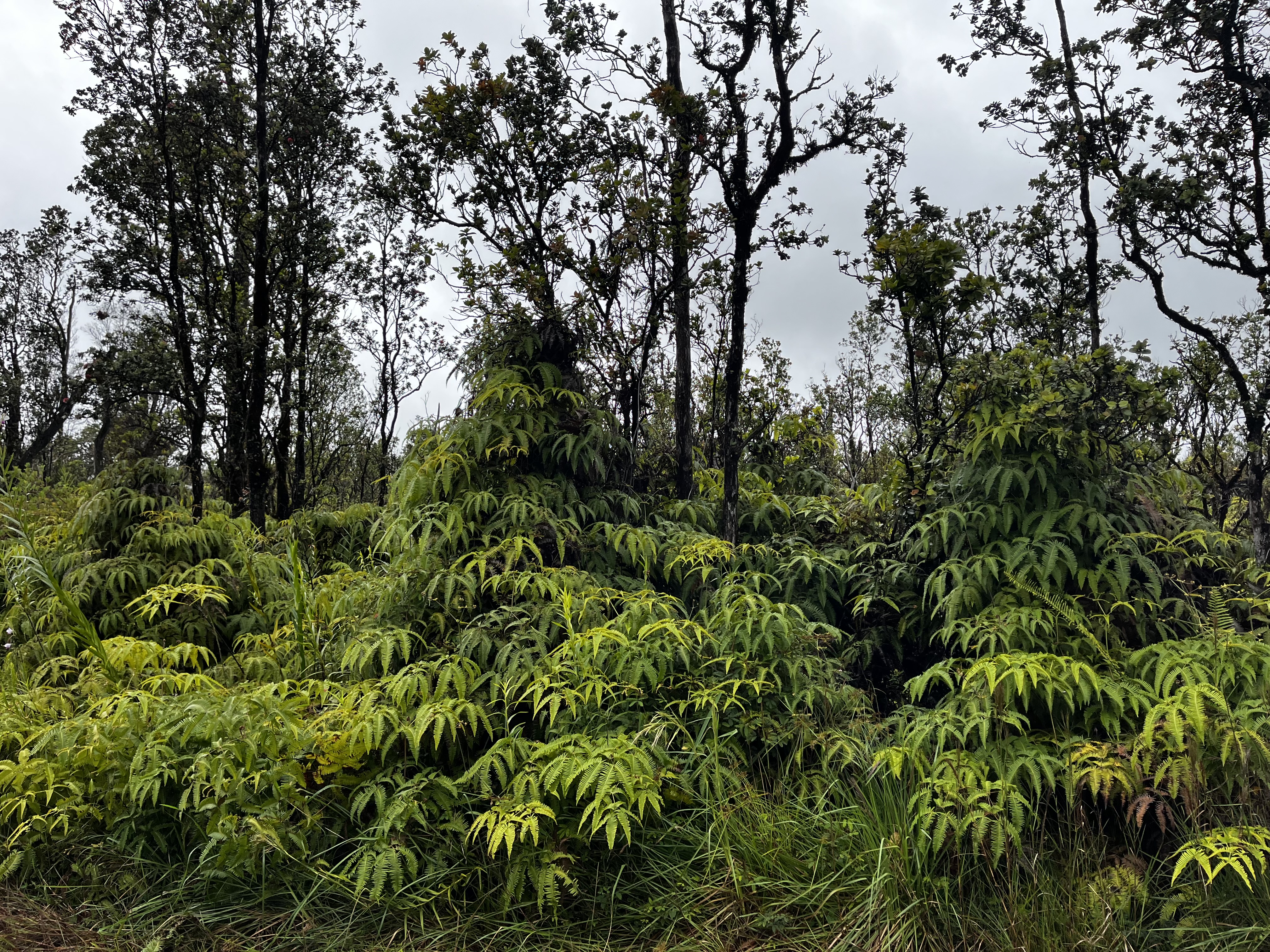 a view of a forest with a tree