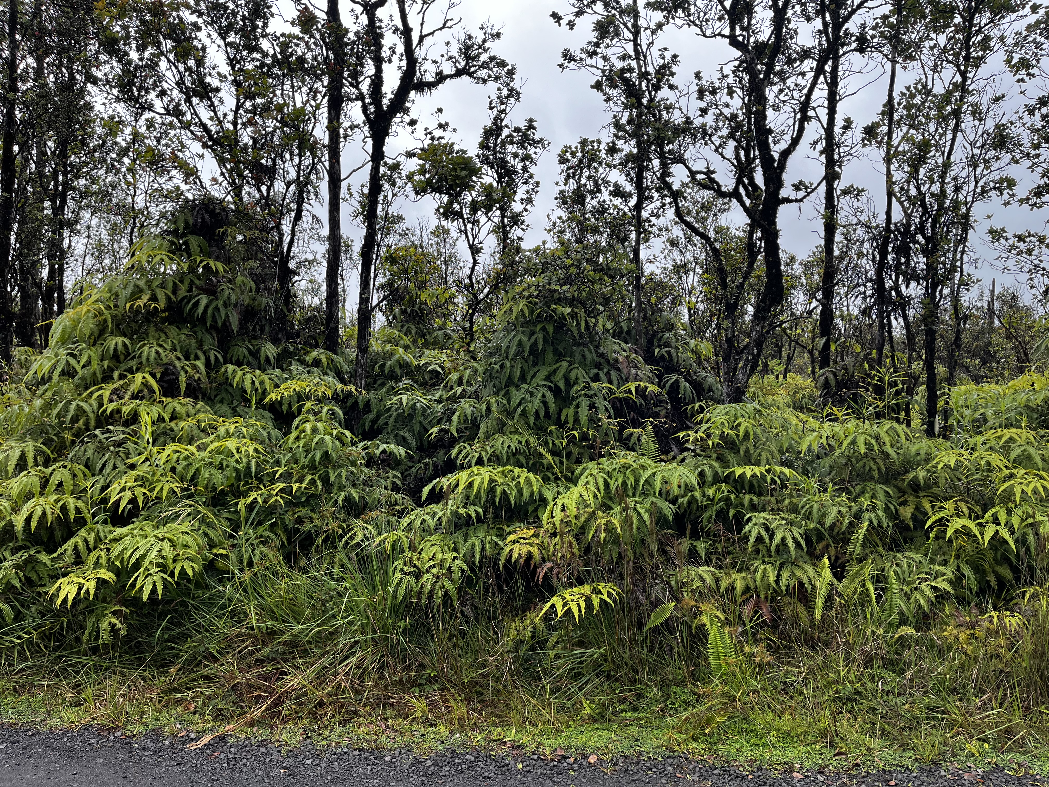 49 Kaleponi Road Pahoa, HI 96778 - Photo 3 of 8 a view of a garden