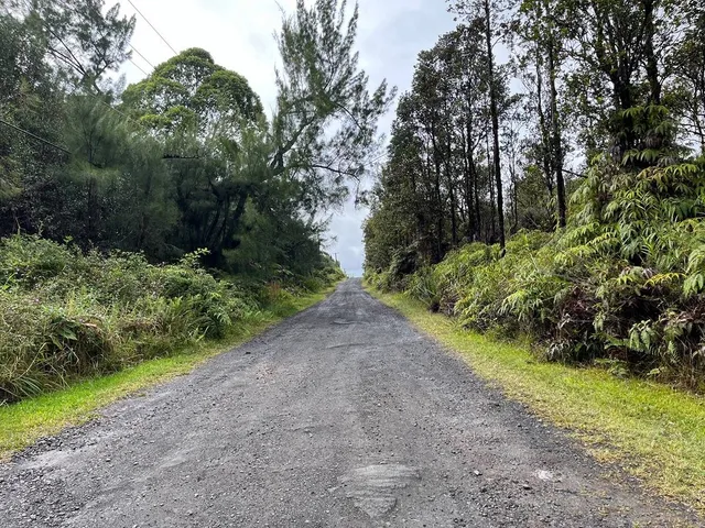 a view of a road with plants and trees