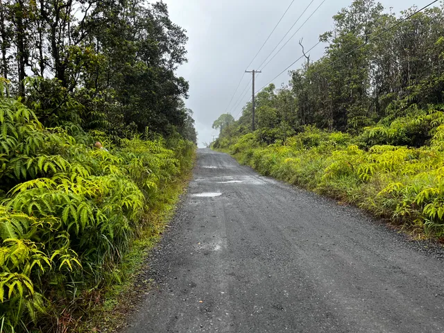 a view of a garden with plants
