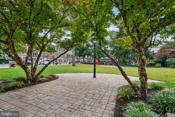 a park with large trees