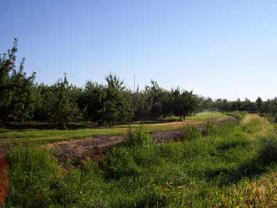 6510 Ashue Road Wapato, WA 98951 - Photo 12 of 18 a view of a grassy field with trees in the background