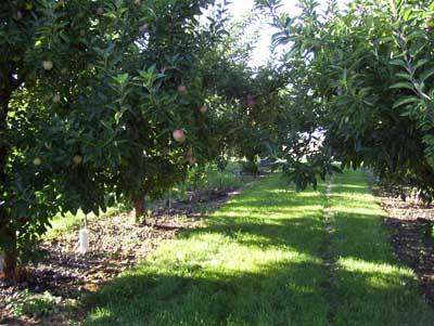 6510 Ashue Road Wapato, WA 98951 - Photo 13 of 18 a view of a trees in a yard