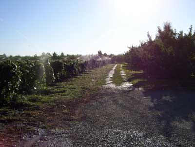 6510 Ashue Road Wapato, WA 98951 - Photo 14 of 18 a view of a yard with a tree