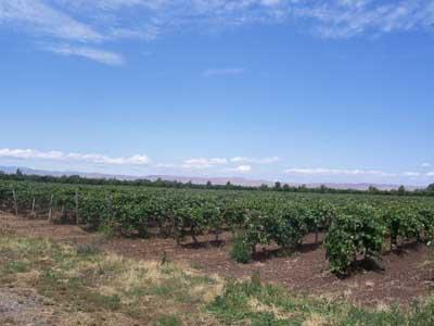6510 Ashue Road Wapato, WA 98951 - Photo 15 of 18 a view of a green field
