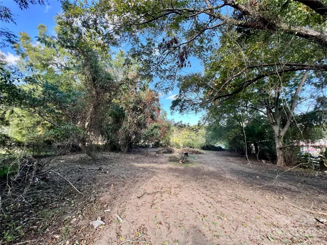 a view of a forest with trees in the background