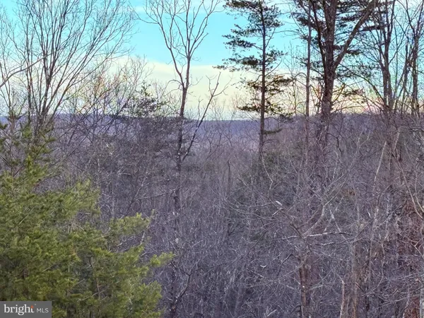 a view of a forest with trees in the background
