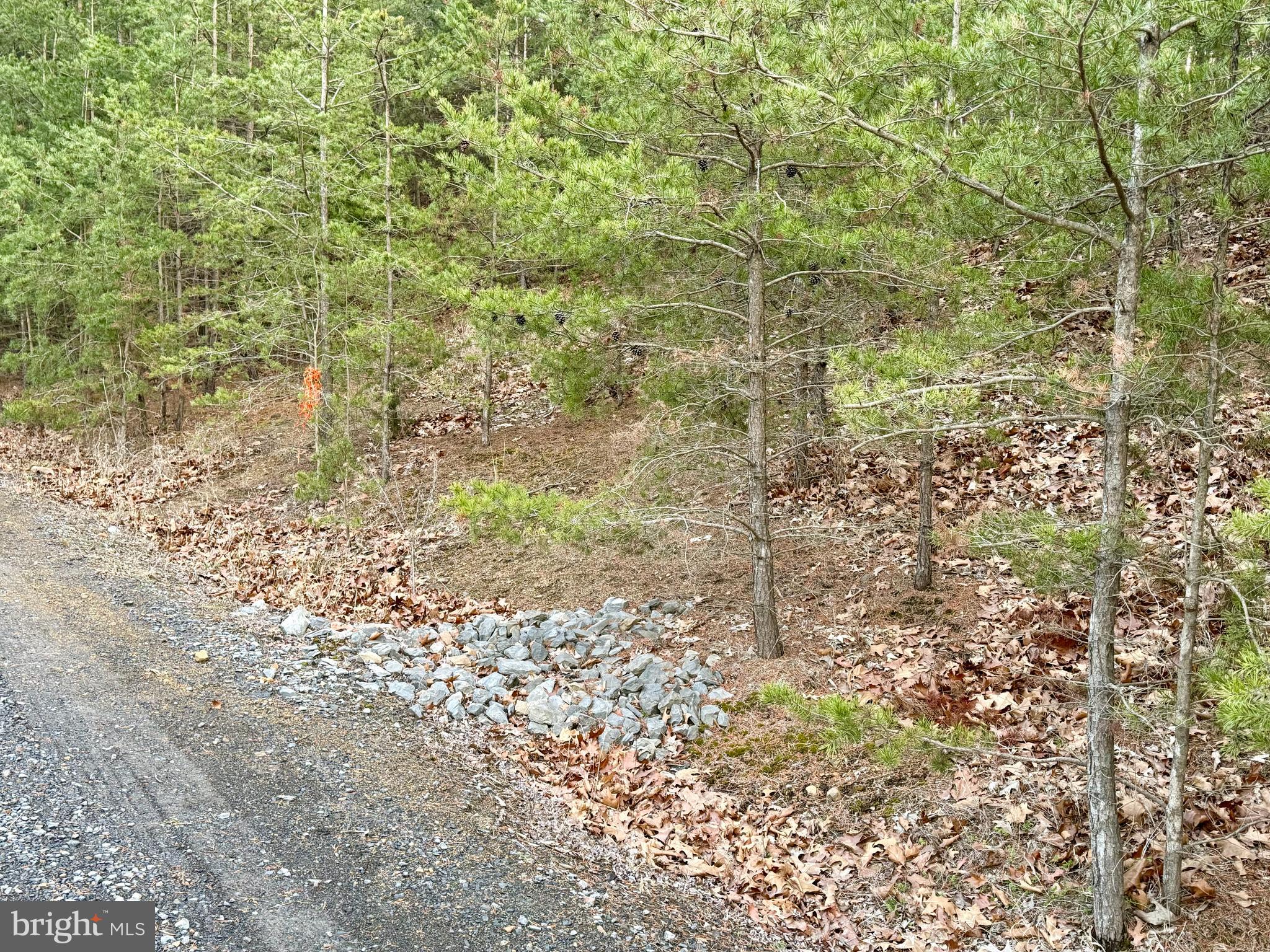 Quivey's Lookout Point Romney, WV 26757 - Photo 22 of 40 a view of a yard with a tree