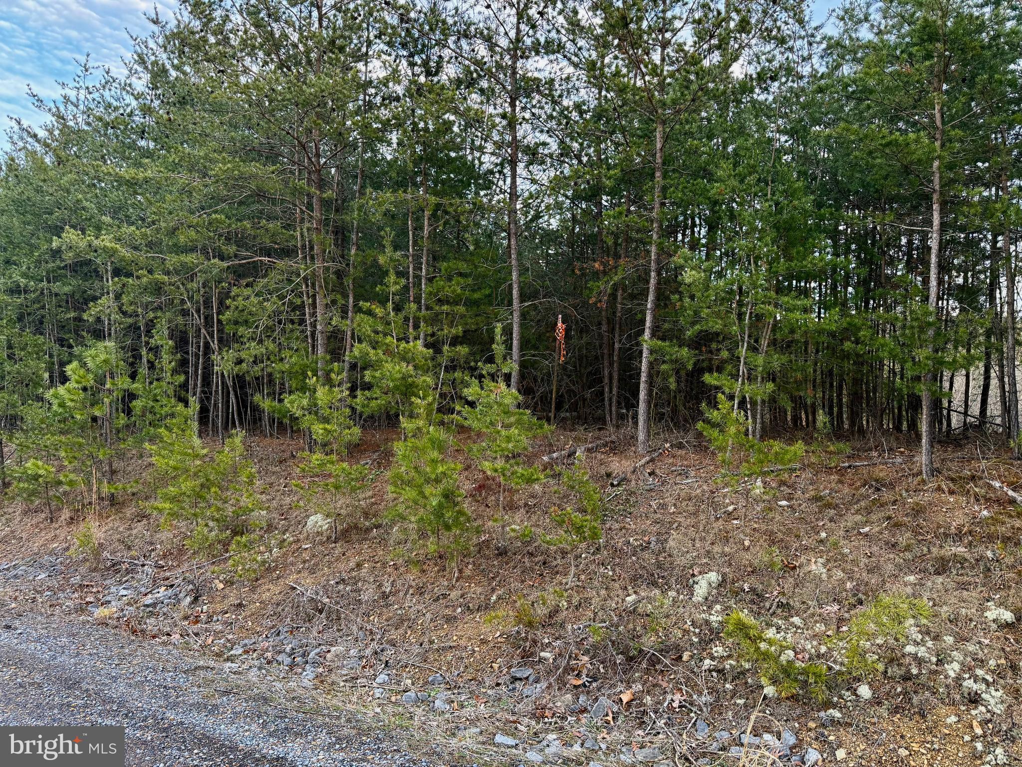 Quivey's Lookout Point Romney, WV 26757 - Photo 38 of 40 a view of a forest