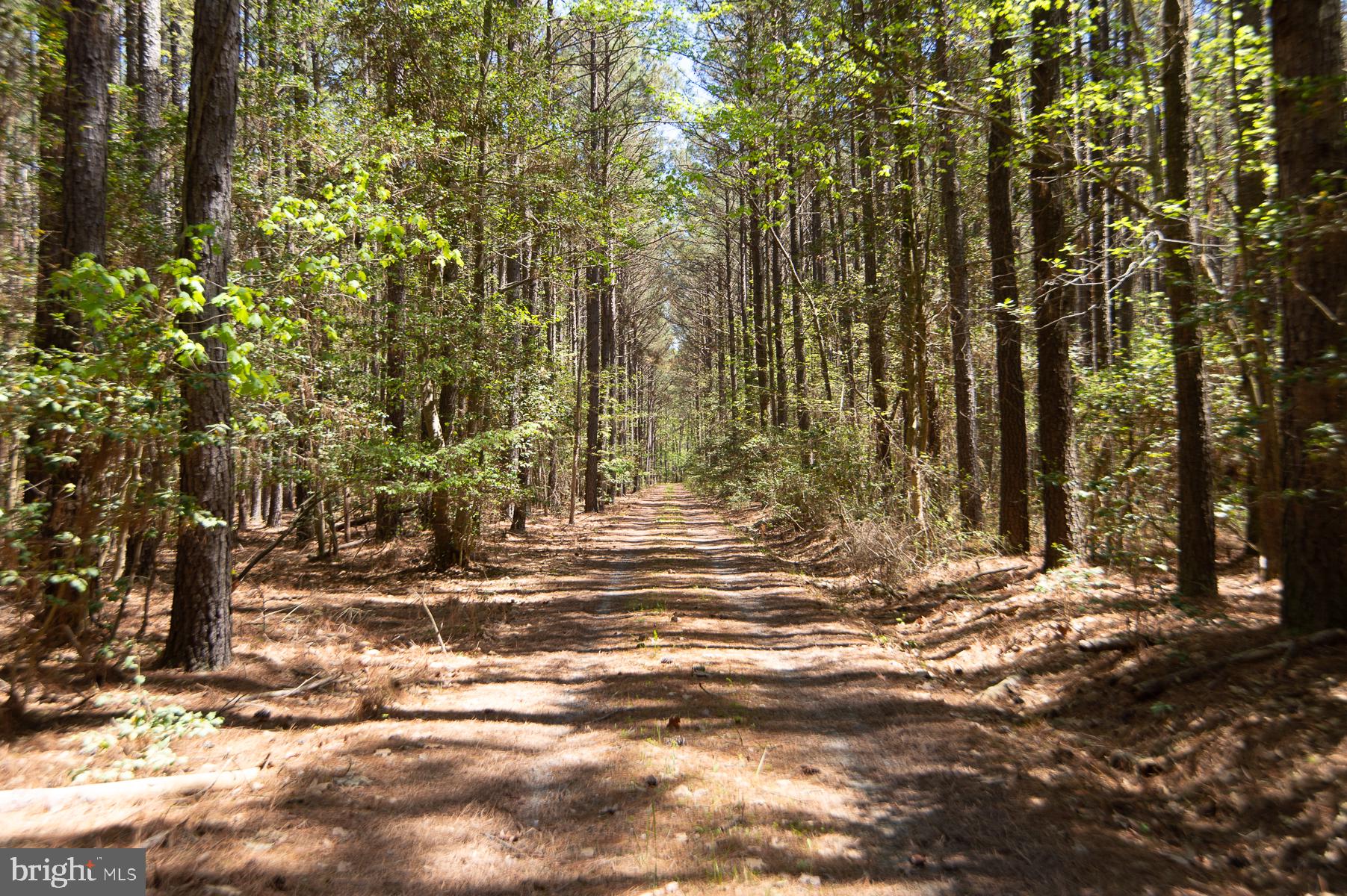 5704 Ross Neck Road Cambridge, MD 21613 - Photo 98 of 98 Serene forest path beckons adventure.