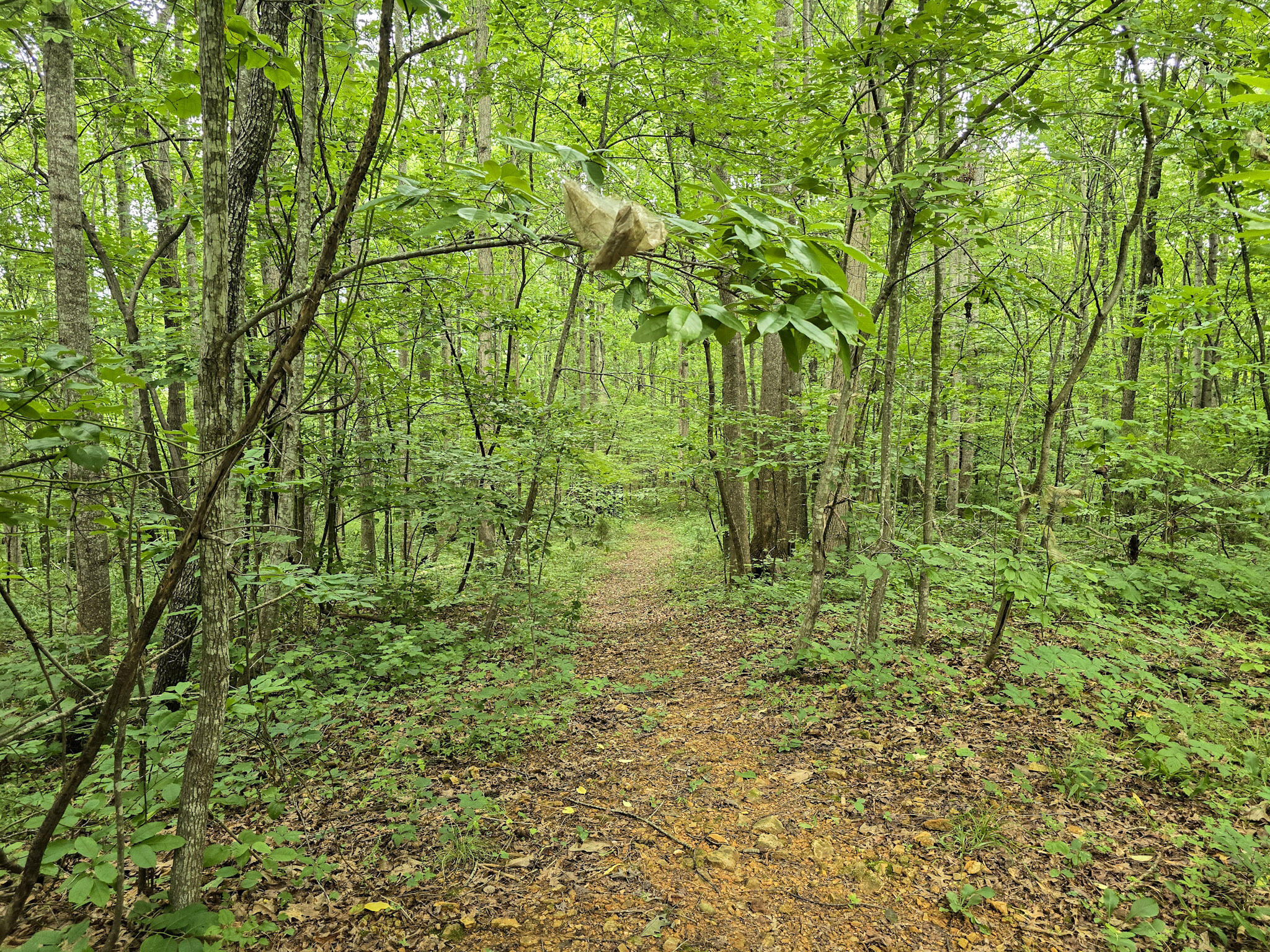 547 Trace Fork Road Liberty, KY 42539 - Photo 56 of 57 4-20260721_123019