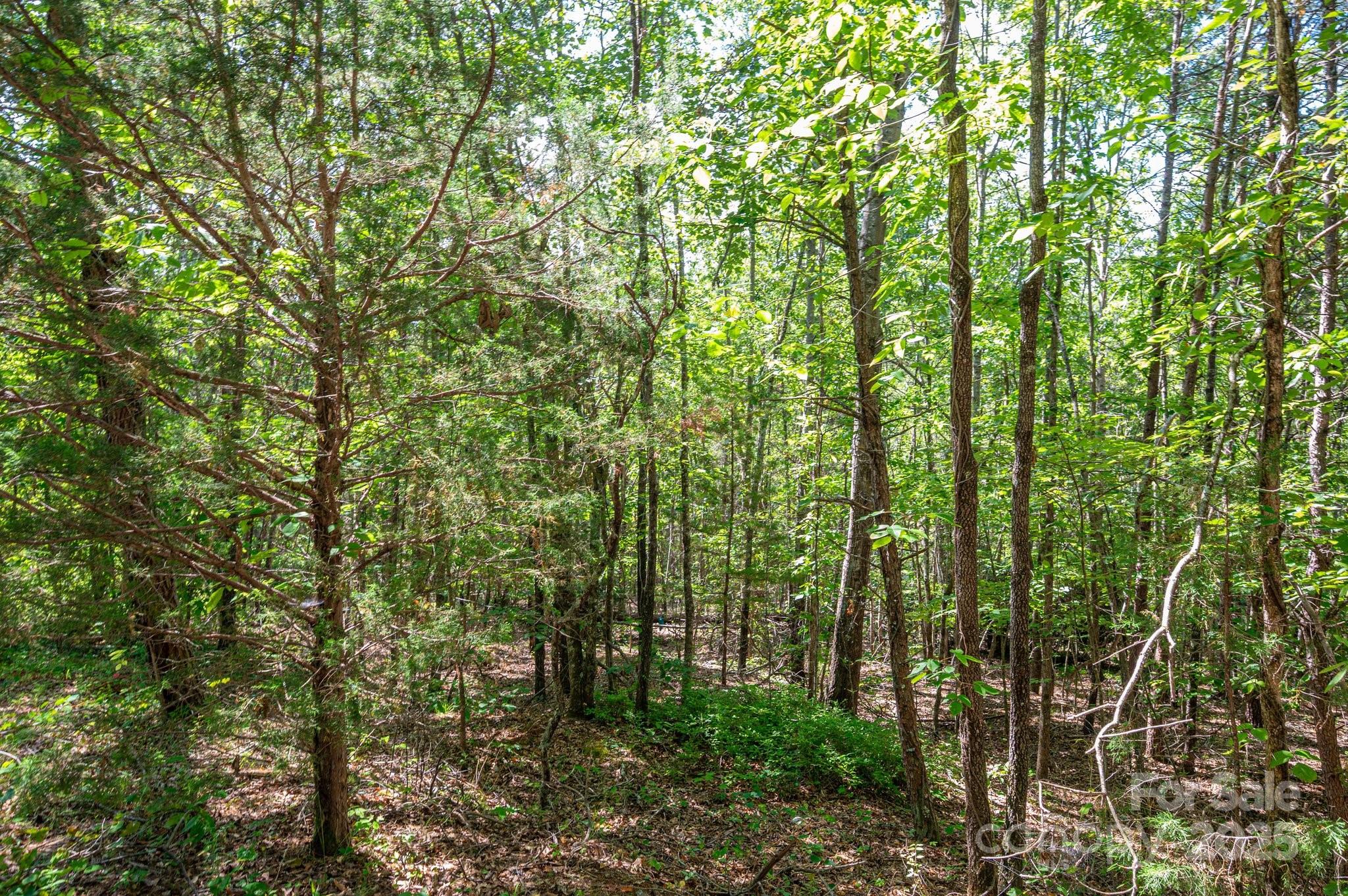 Lot #14 Meadow Crossing Drive Rutherfordton, NC 28139 - Photo 1 of 15 a view of a forest with trees