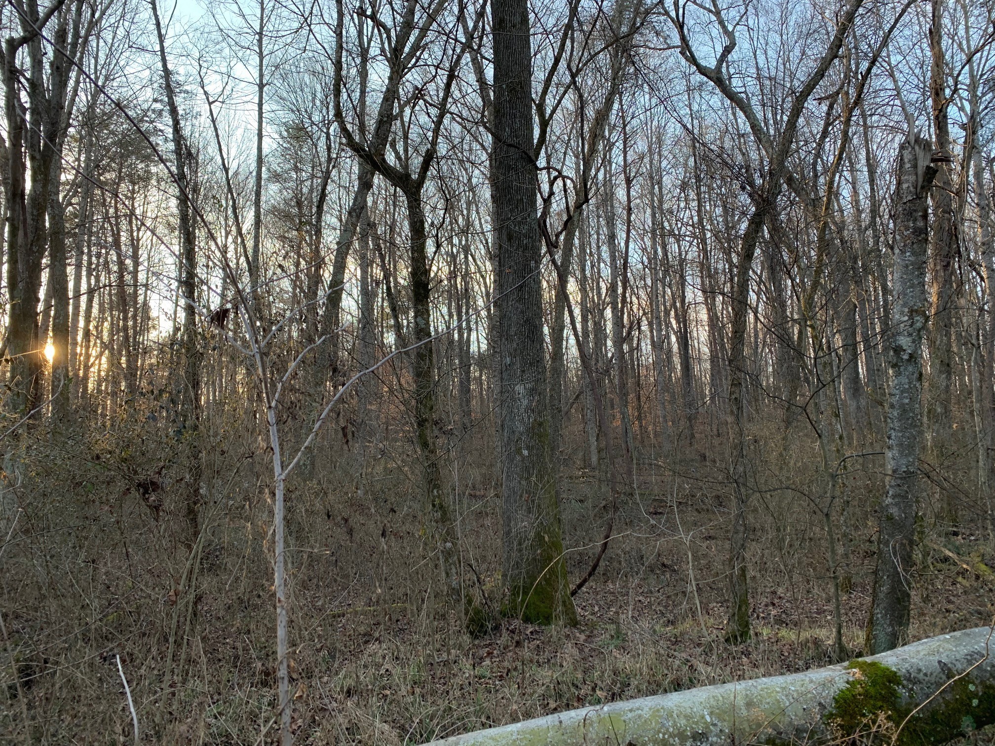 0 West D White Road Walling, TN 38587 - Photo 16 of 18 Gallery Image 16