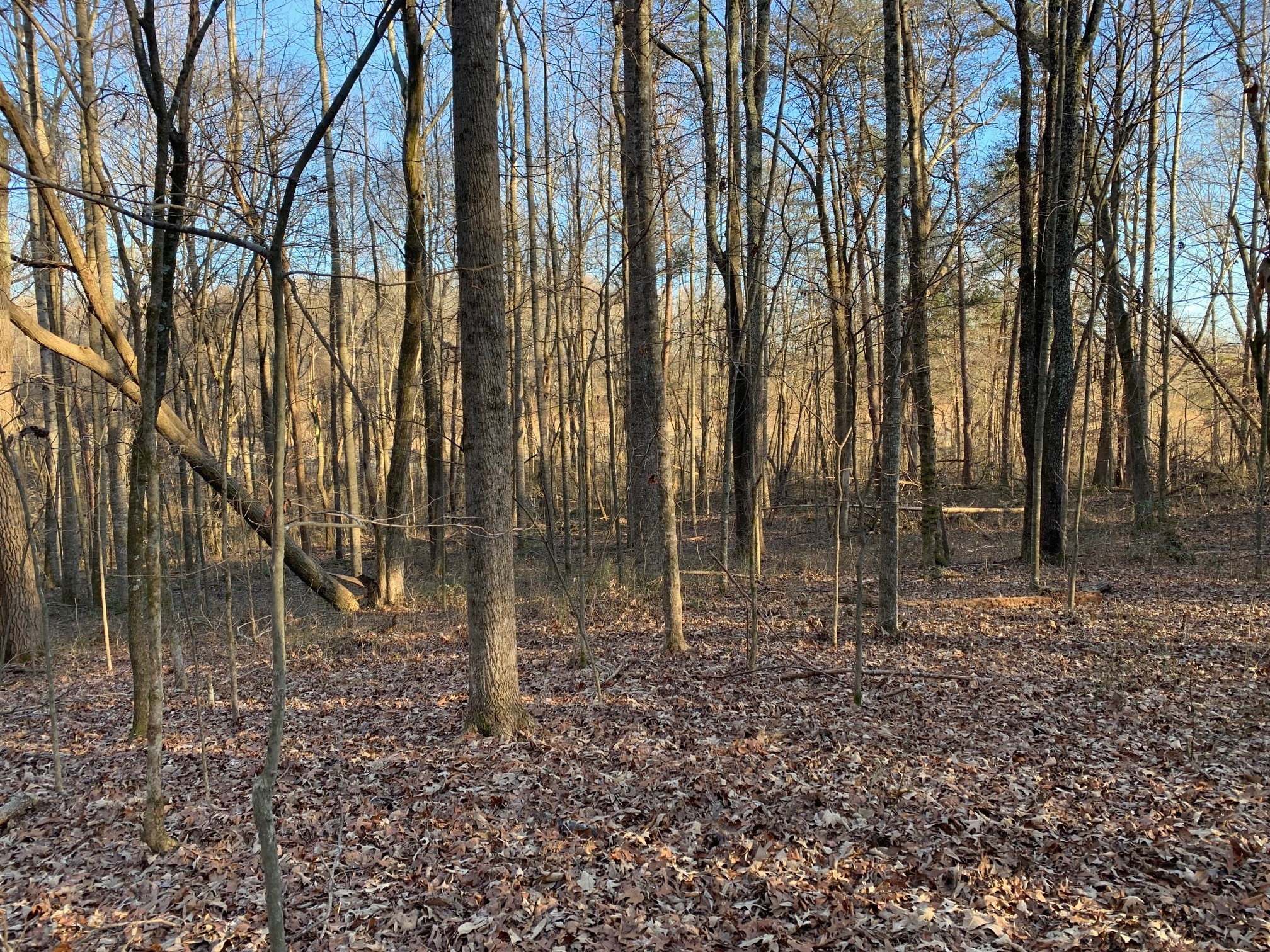 0 West D White Road Walling, TN 38587 - Photo 17 of 18 Gallery Image 17