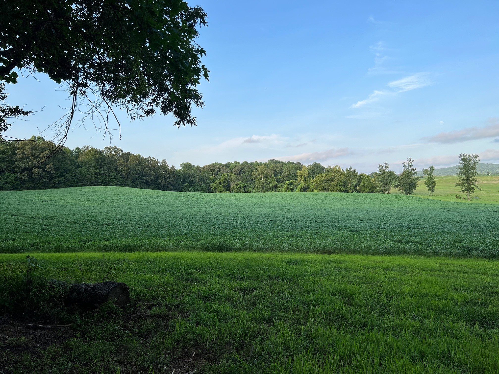 0 West D White Road Walling, TN 38587 - Photo 3 of 18 Gallery Image 3