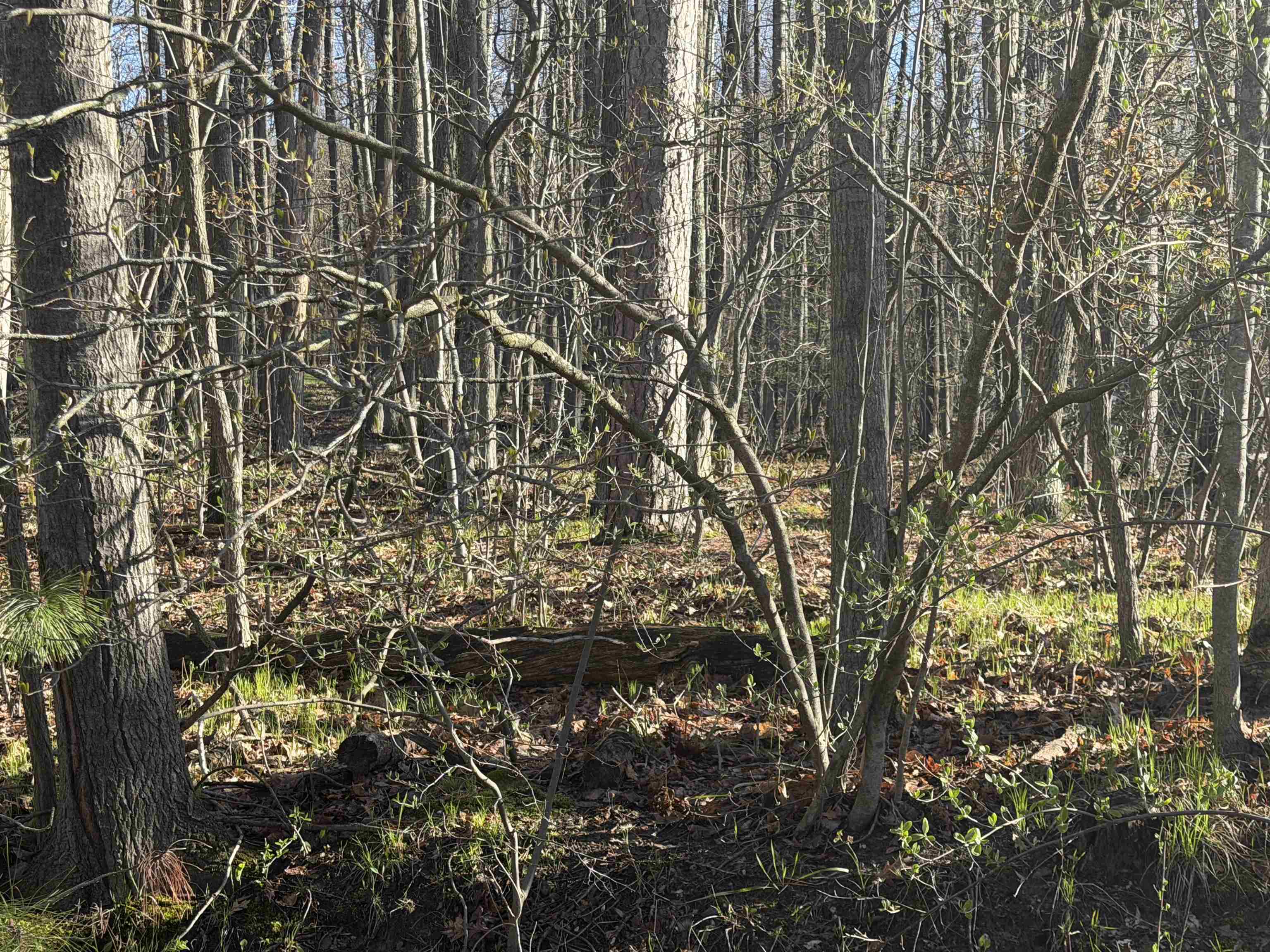 Lot # Squirrel Run Road Farwell, MI 48622 - Photo 5 of 16