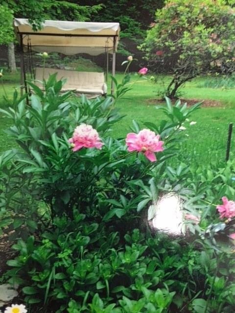 135 Hamel Road Renfrew, PA 16053 - Photo 21 of 21 beautiful flowering peonys on the side of the house in the summer time.