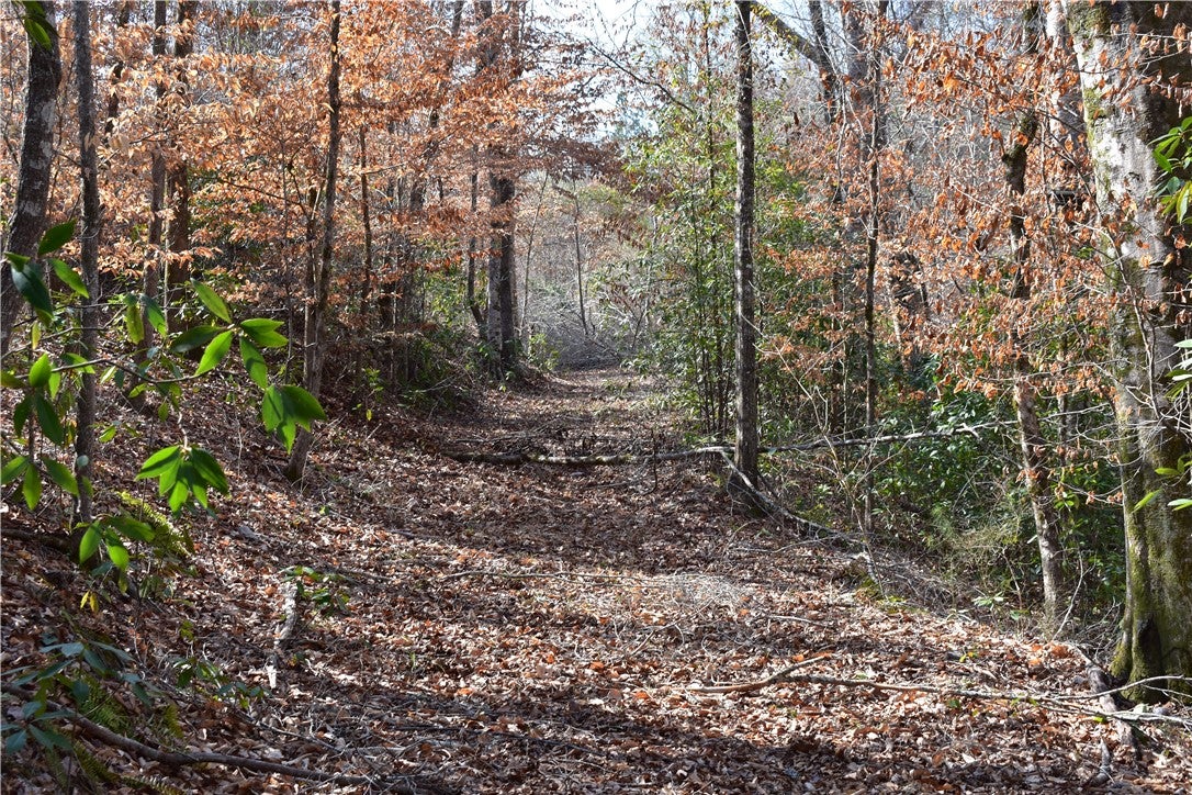 0 Double Bridge Ferry Road Eclectic, AL 36024 - Photo 6 of 11 Gallery Image 6