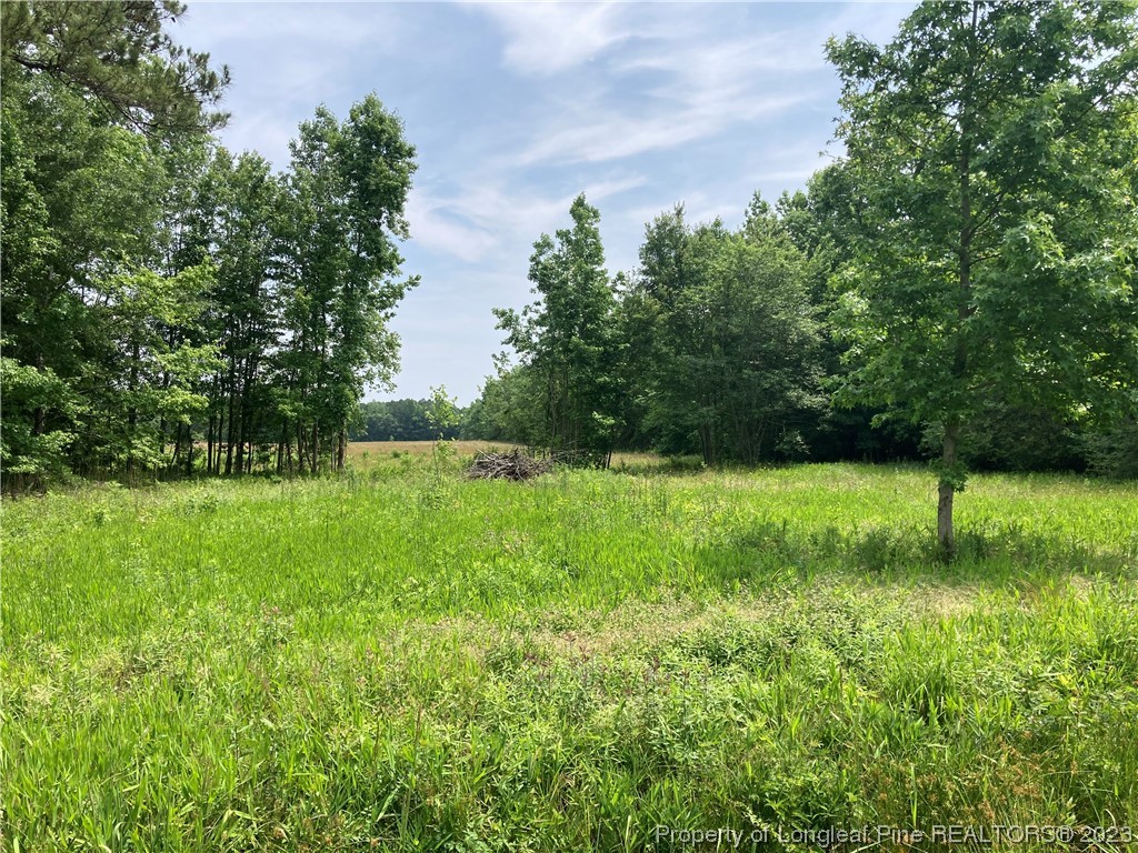Lot 14 Mill Branch Road Fairmont, NC 28340 - Photo 3 of 15 a view of backyard with green space