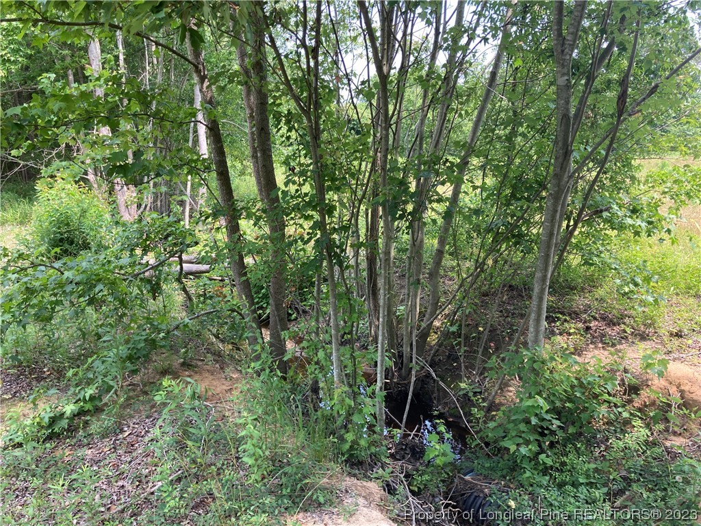 Lot 14 Mill Branch Road Fairmont, NC 28340 - Photo 4 of 15 a view of a lush green forest