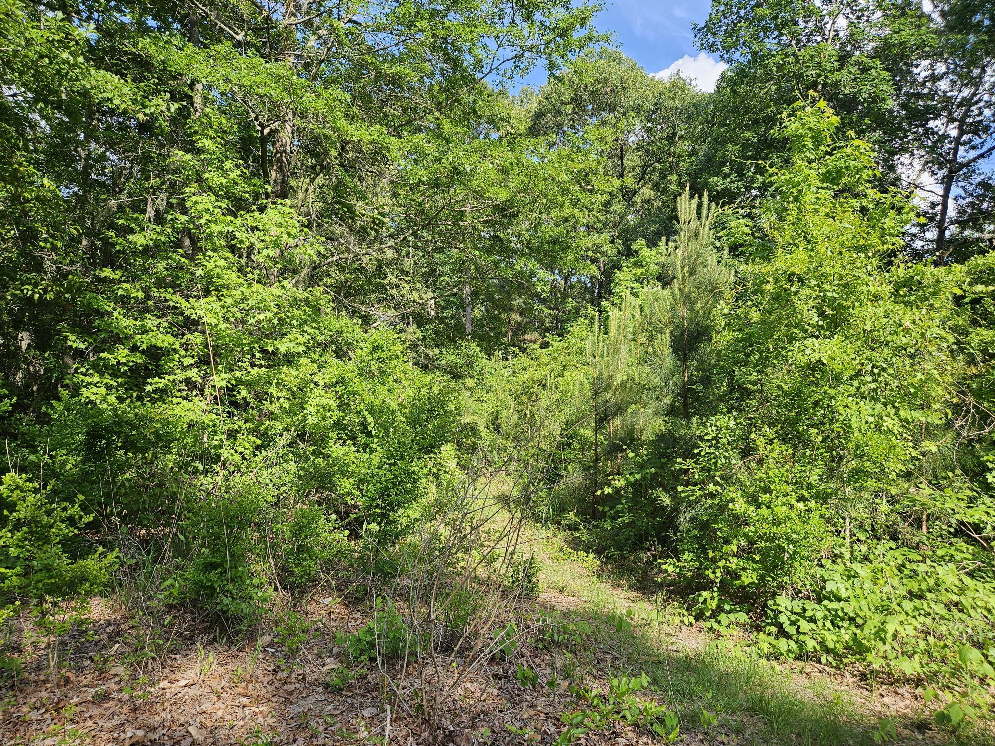 Tbd Stukes Road Manning, SC 29102 - Photo 3 of 20 PARTIAL CLEARING