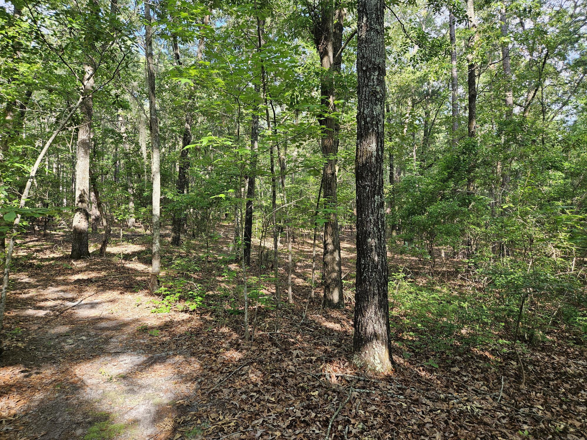 Tbd Stukes Road Manning, SC 29102 - Photo 8 of 20 LOT VIEW