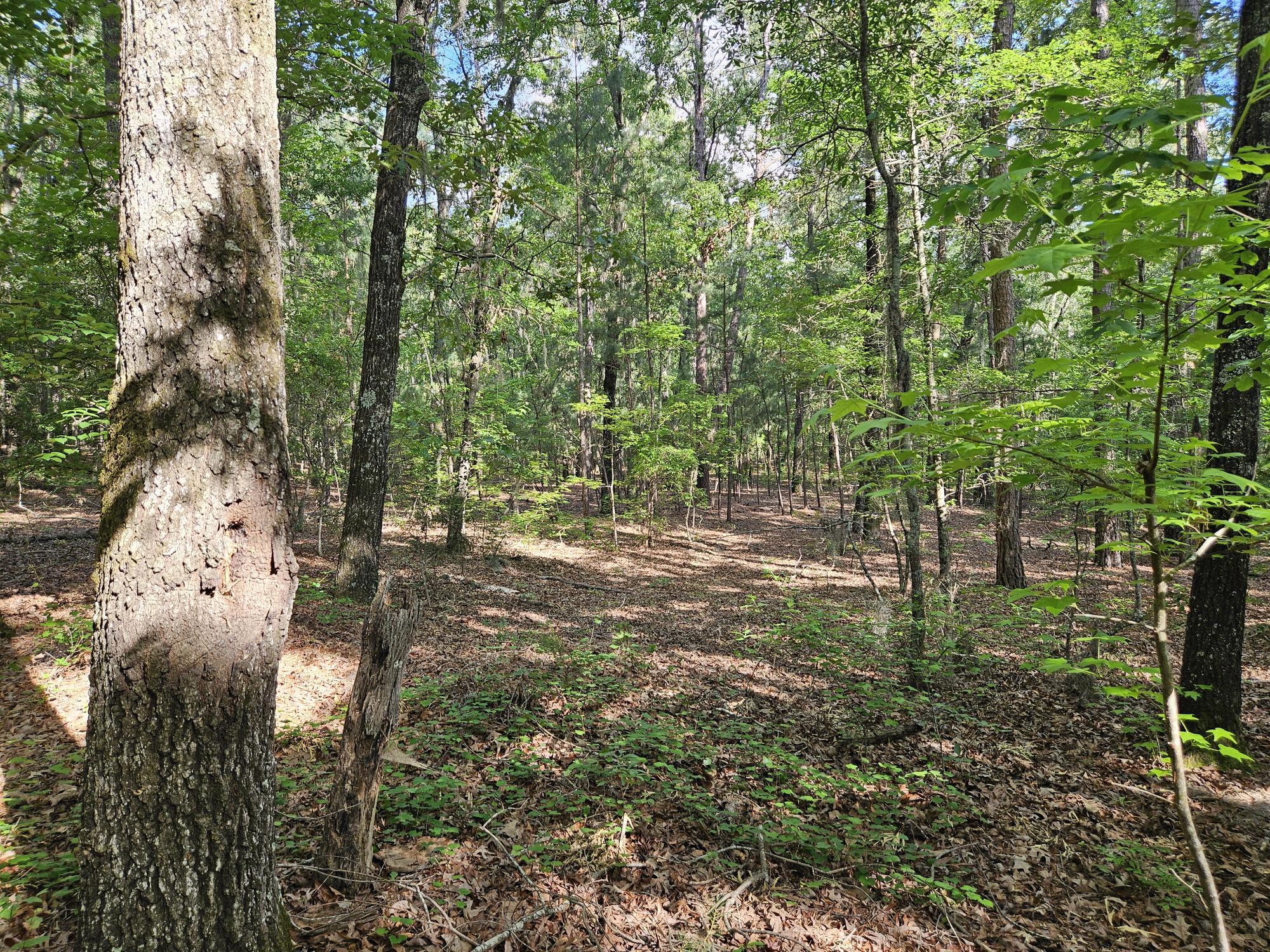 Tbd Stukes Road Manning, SC 29102 - Photo 9 of 20 LOT VIEW