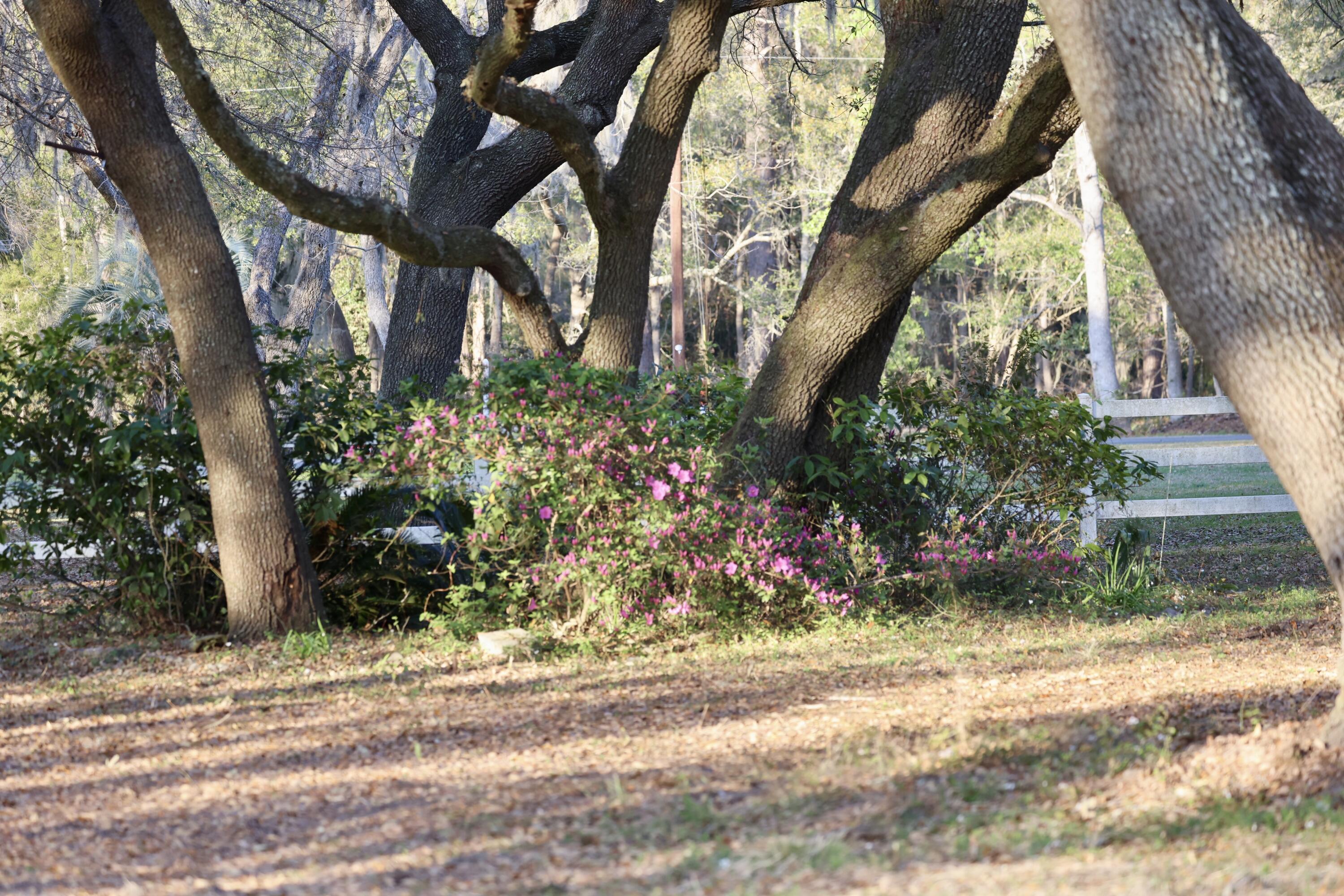 4559 Smoak Road Meggett, SC 29449 - Photo 22 of 30 Azaelaes