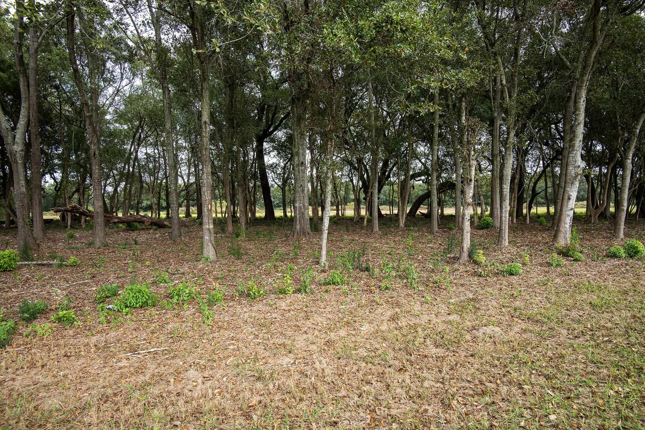 Lot 11 Vernant Park Road Foley, AL 36535 - Photo 4 of 4