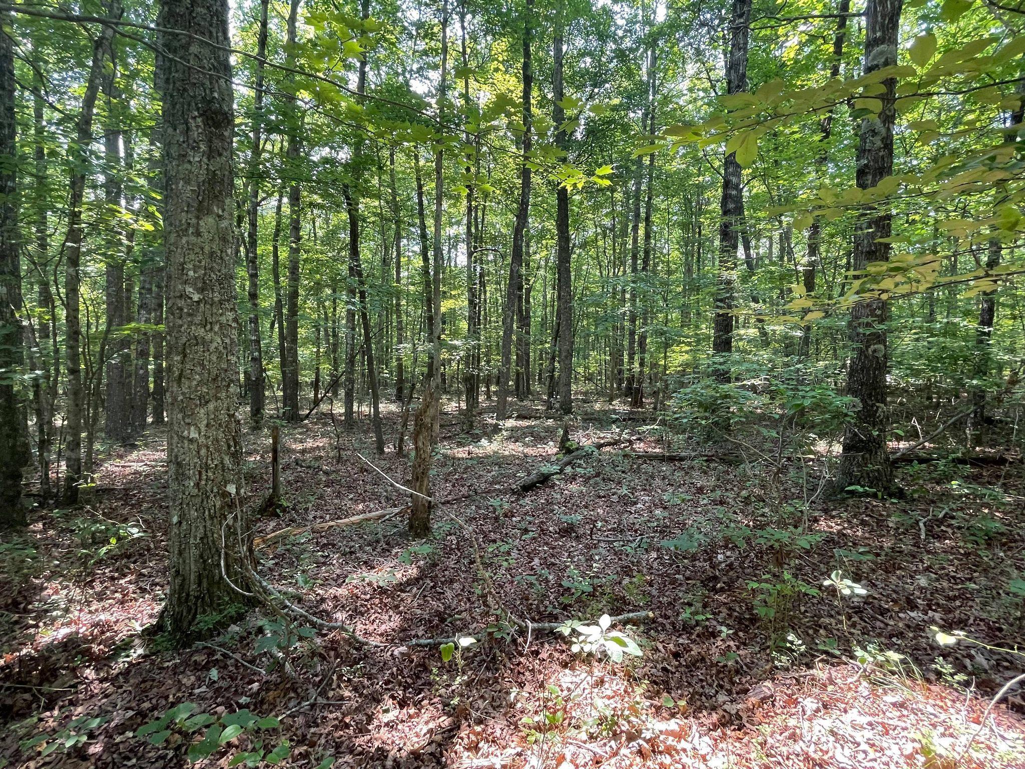 Chinkapin Trail Monterey, TN 38574 - Photo 3 of 10 218935383_312559440619863_52796398659449
