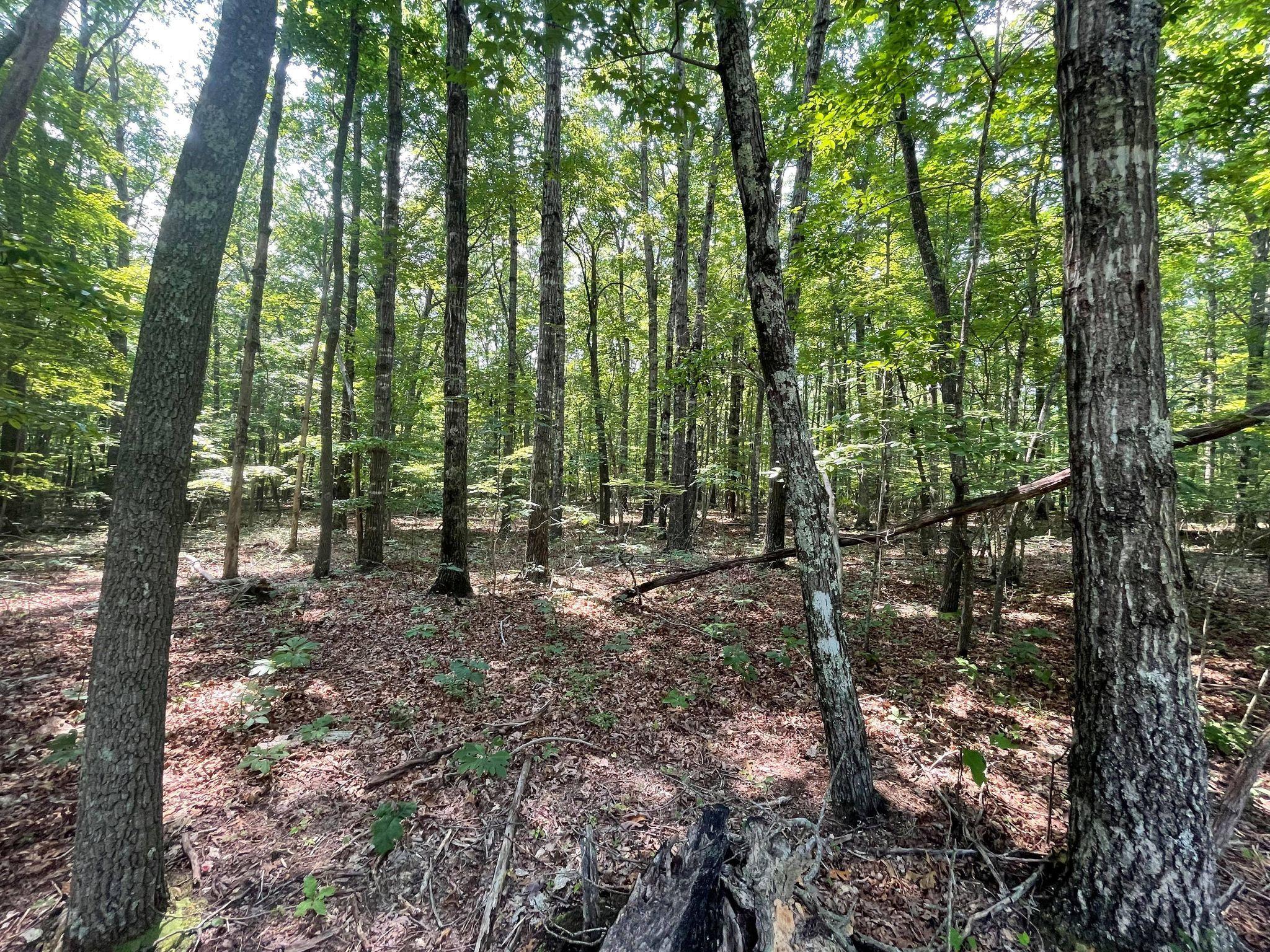 Chinkapin Trail Monterey, TN 38574 - Photo 4 of 10 219068249_160294702835532_50628071474210