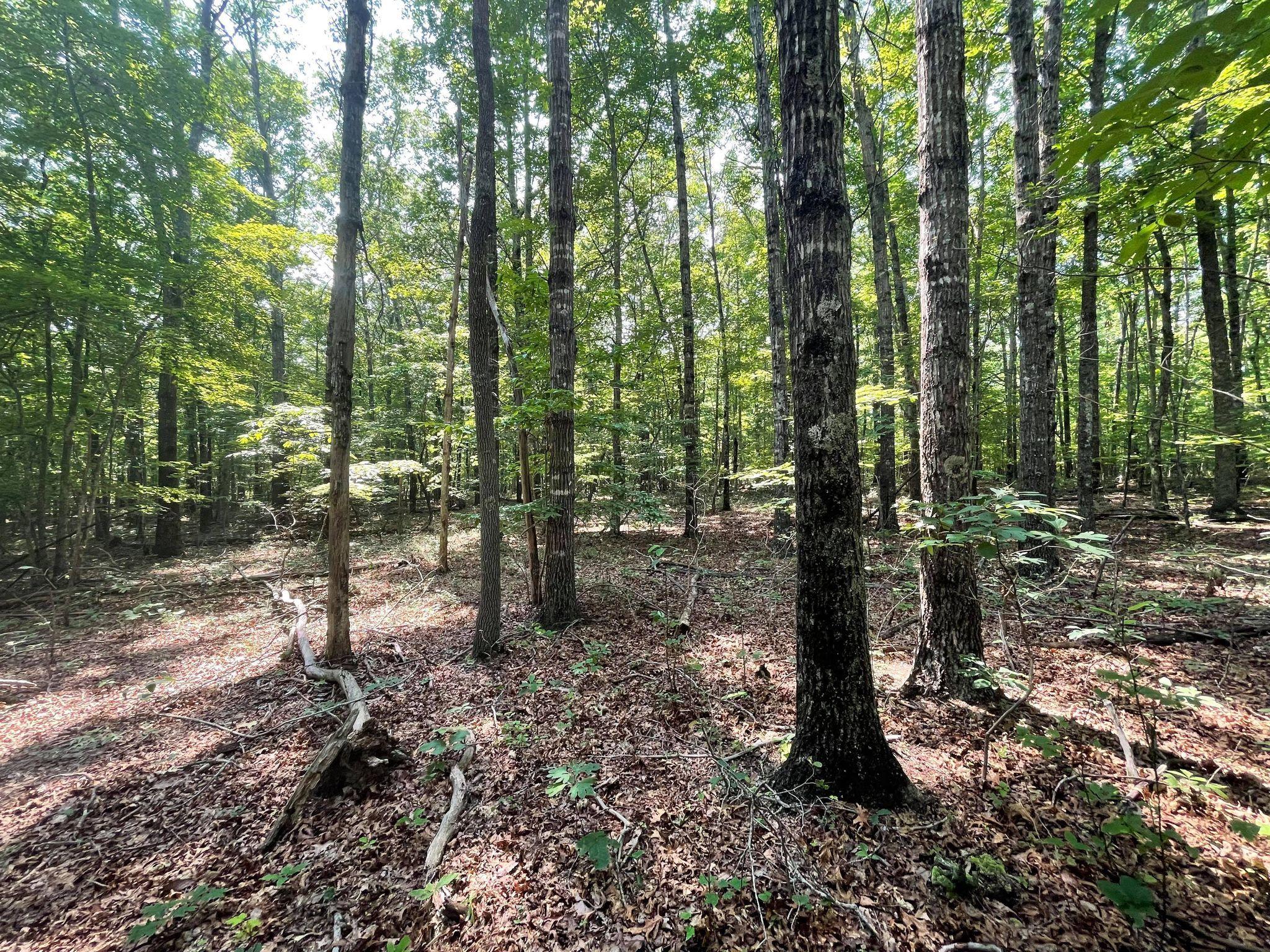 Chinkapin Trail Monterey, TN 38574 - Photo 5 of 10 218851538_146591610885934_72087843792887
