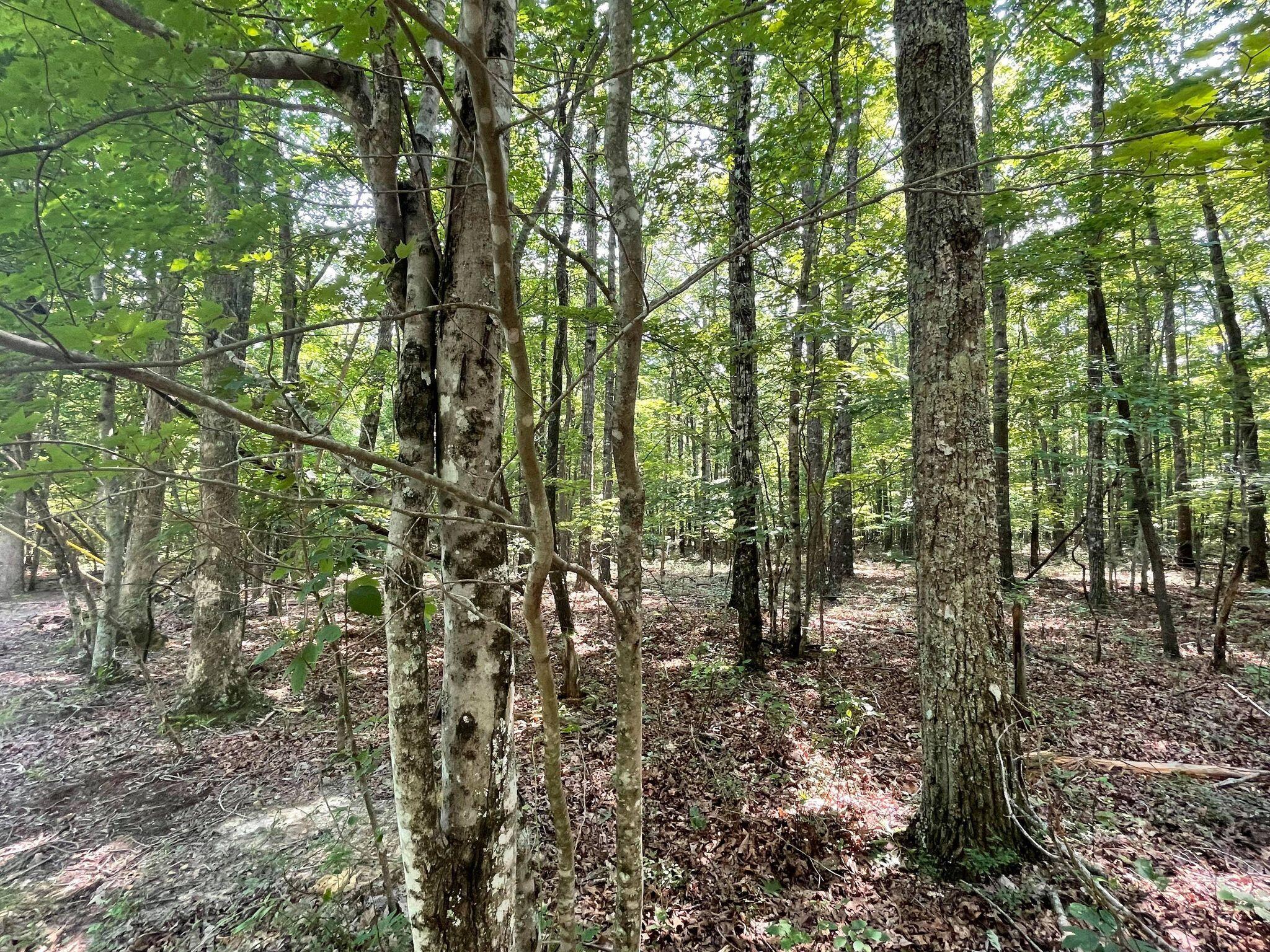 Chinkapin Trail Monterey, TN 38574 - Photo 8 of 10 219190856_1542120425982444_4551993615529