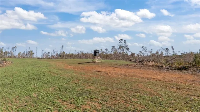 a view of a yard with trees