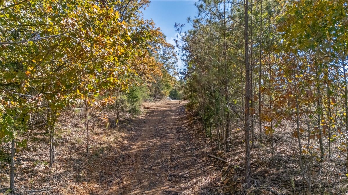 0 Birdsong Road Holladay, TN 38341 - Photo 23 of 47 a close up of a tree