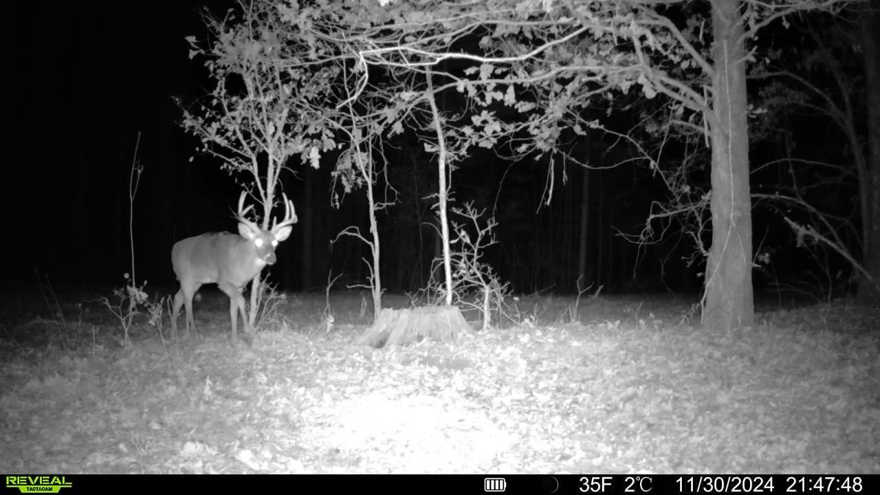 0 Birdsong Road Holladay, TN 38341 - Photo 25 of 47 a couple of table and chair in the backyard of a house