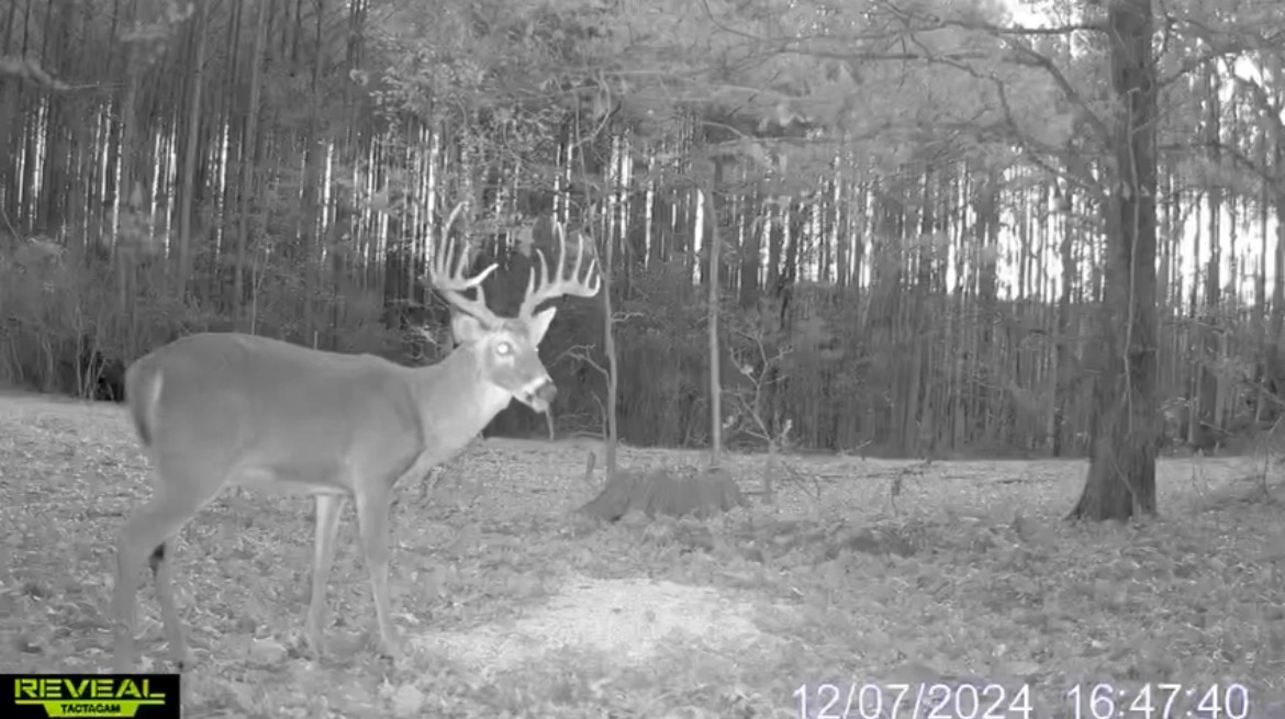 0 Birdsong Road Holladay, TN 38341 - Photo 26 of 47 a view of a yard