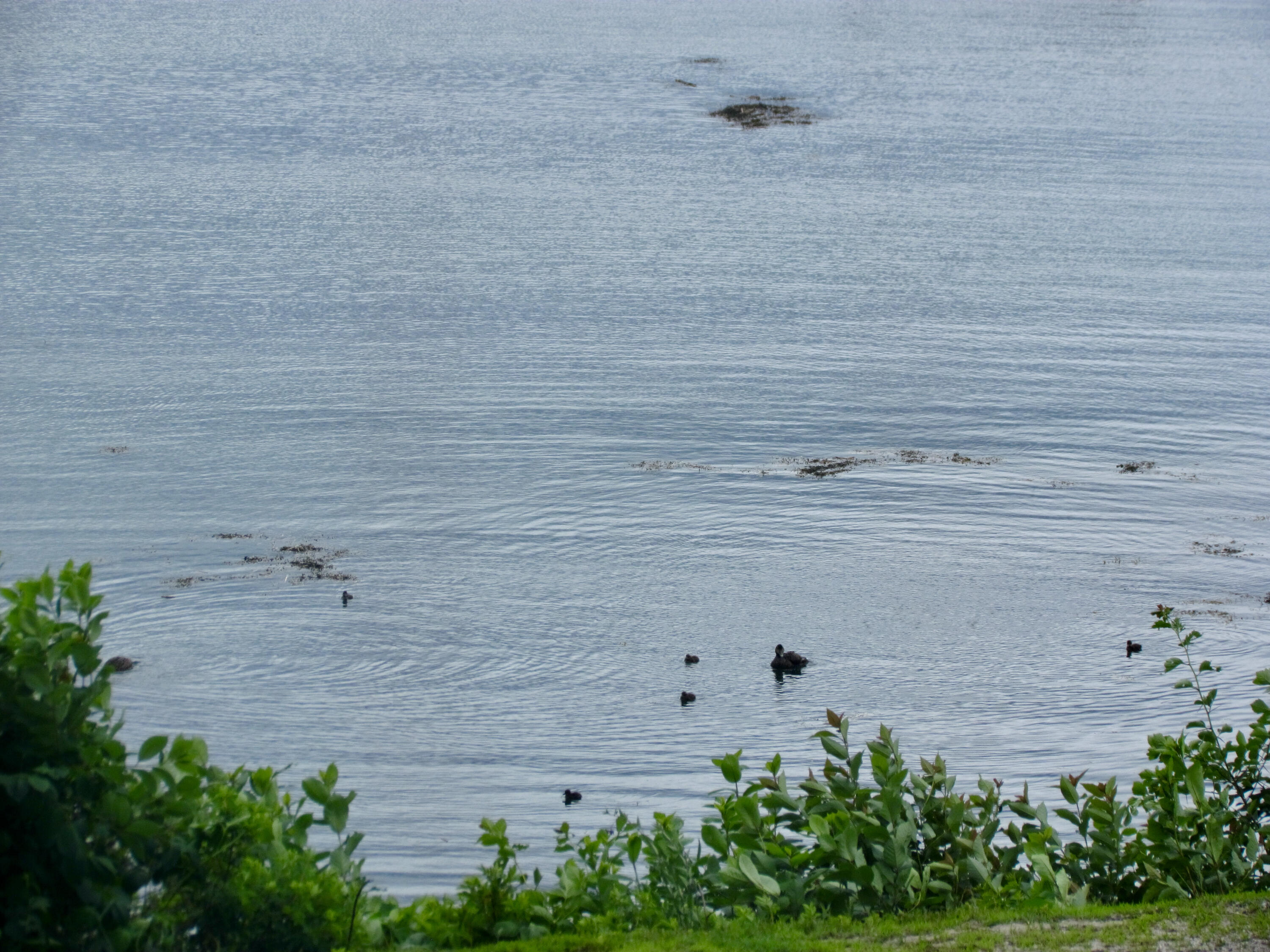 25 Field Road Harpswell, ME 04079 - Photo 39 of 44 Life on the Water