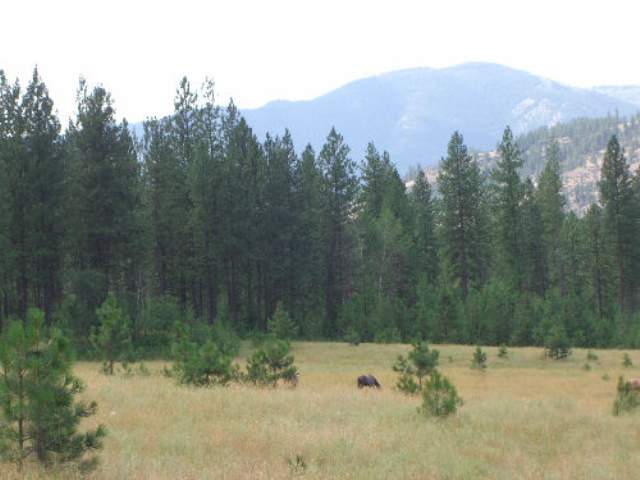 1043 Lot C Philleo Road Addy, WA 99101 - Photo 1 of 9 Gallery Image 1