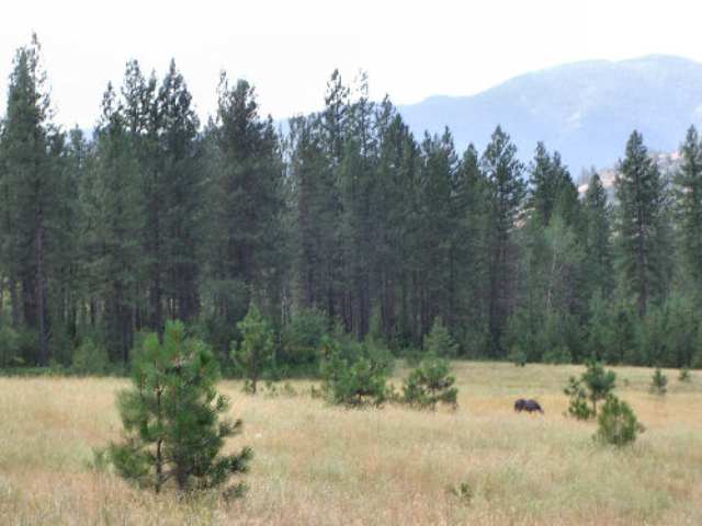 1043 Lot C Philleo Road Addy, WA 99101 - Photo 3 of 9 Gallery Image 3