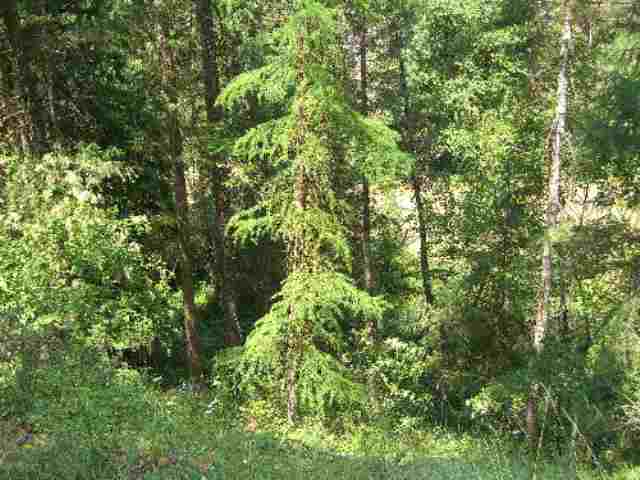 1043 Lot C Philleo Road Addy, WA 99101 - Photo 7 of 9 Gallery Image 7