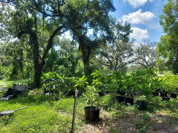 a view of a garden with a tree