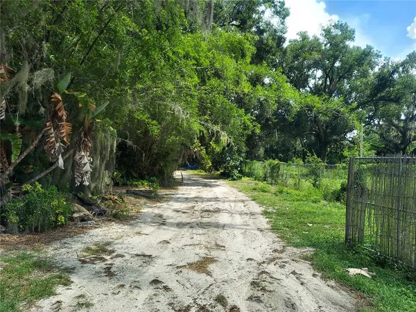 a view of a yard with plants and large trees