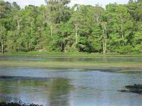 Lot 6-7 St Marks Rise Rd Street Crawfordville, FL 32327 - Photo 4 of 4 Gallery Image 4