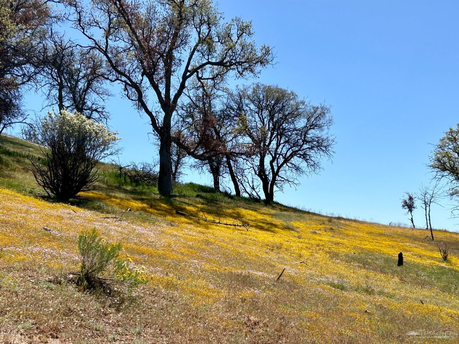 0 Piute Meadows Road Caliente, CA 93518 - Photo 7 of 18 Gallery Image 7