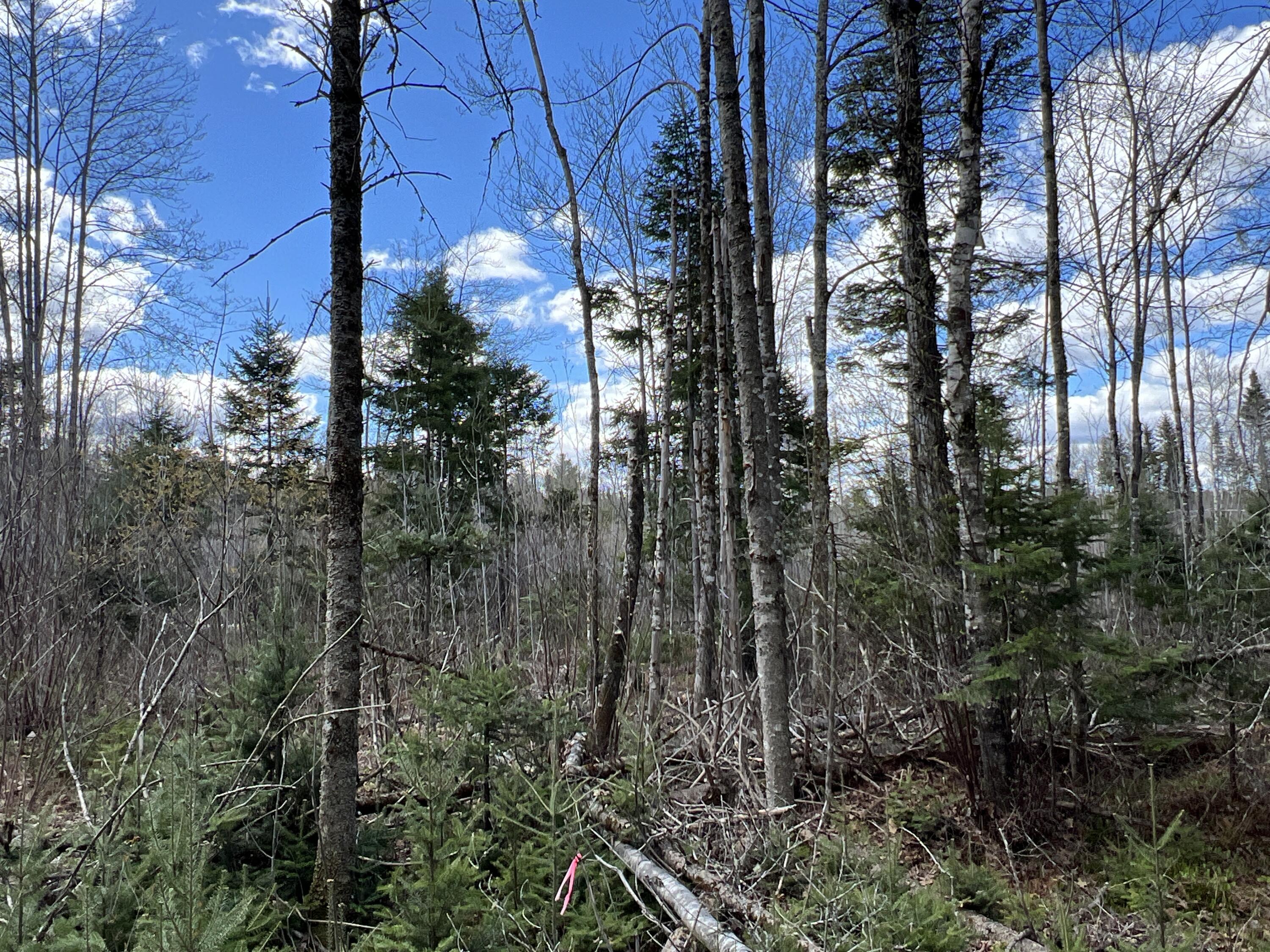 Lot 22 Schoodic Point Road Medford, ME 04463 - Photo 23 of 27 IMG_4188
