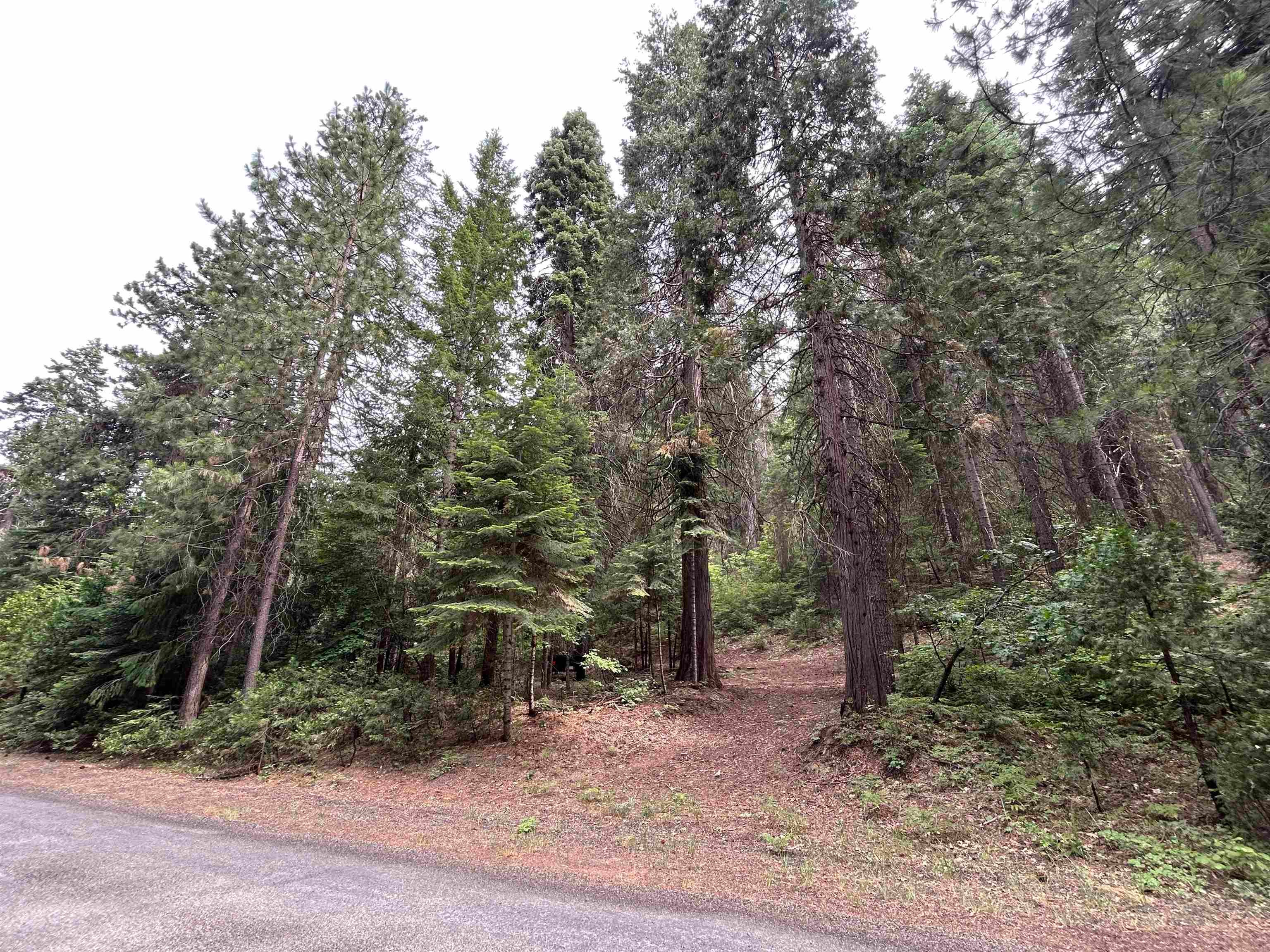 Lot 9 Timber Hills Road Mount Shasta, CA 96067 - Photo 7 of 8 Gallery Image 7
