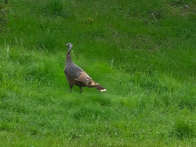 $1,600,000 | 4600 El Caminito Road, Shingle Springs, CA 95682